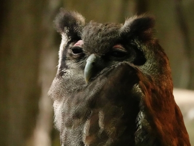 Verreaux' oehoe - De Zonnegloed - Dierenpark - Dieren opvangcentrum - Sanctuary